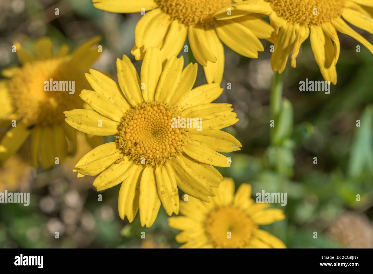 Gelb blühende unkräuter Fotos und Bildmaterial in hoher Auflösung Alamy