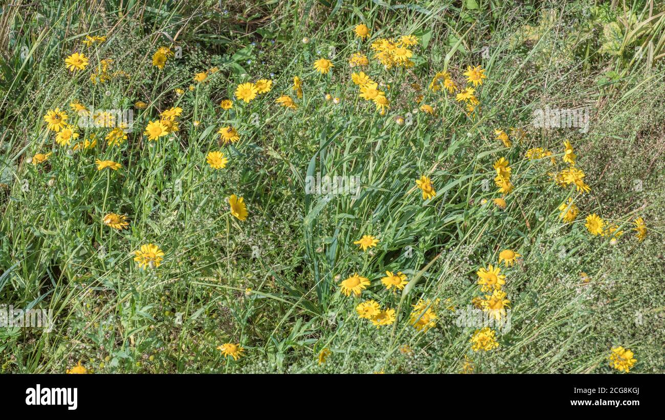 Gelb blühende unkräuter Fotos und Bildmaterial in hoher Auflösung Alamy
