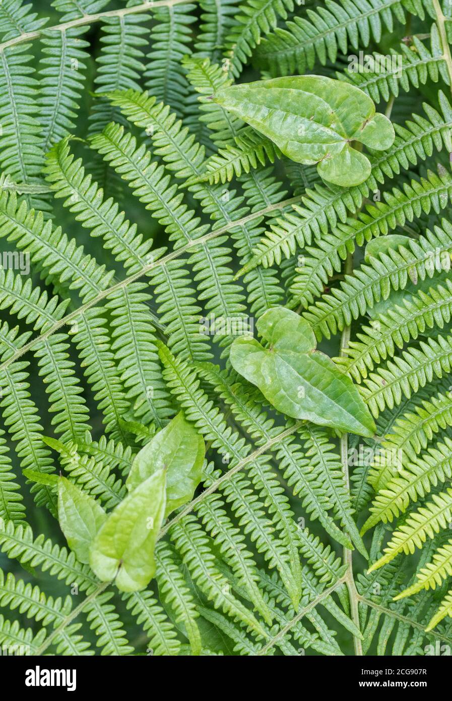 Blätter von Black Bryony / Tamus communis wachsen zwischen Farnblättern in einer Hecke. Giftige Pflanze einmal als Heilpflanze in pflanzlichen Heilmitteln verwendet. Stockfoto