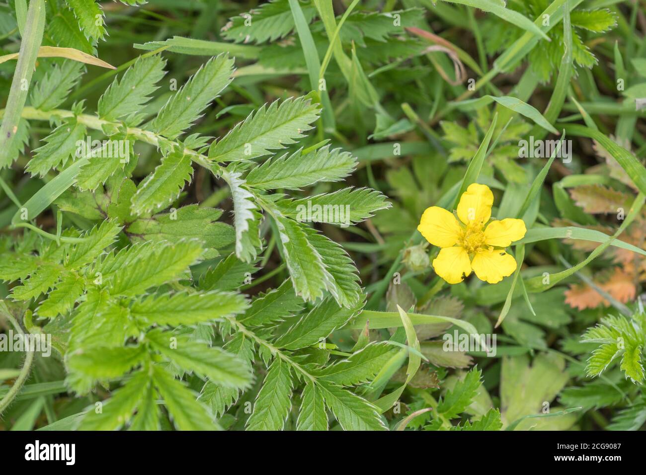 Blätter und gelbe Blume des gemeinsamen UK landwirtschaftlichen Grass Silberweed / Potentilla anserina. Wurde in der Vergangenheit als adstringierend in pflanzlichen Heilmitteln verwendet Stockfoto