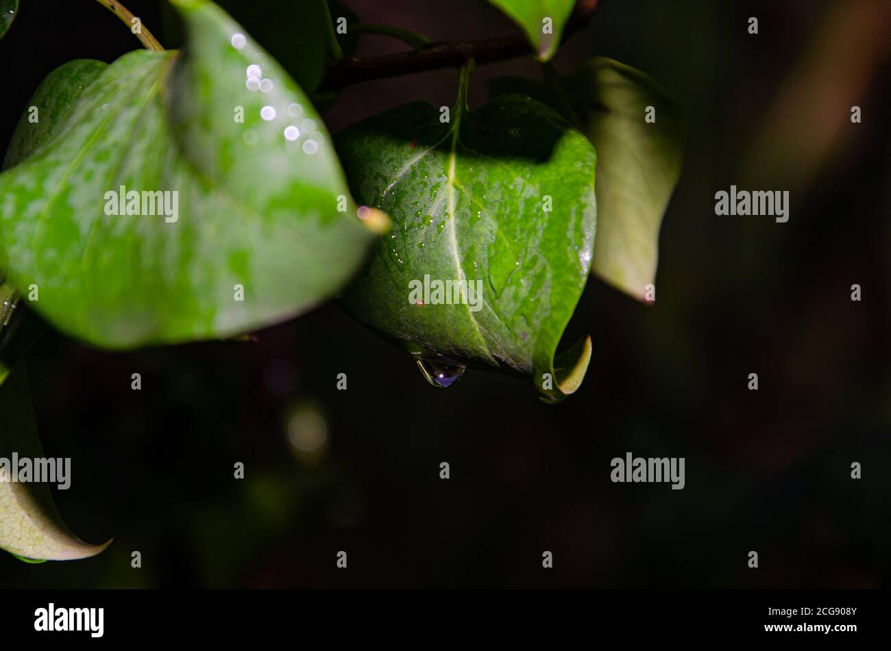 Kleines Tau-Wasser auf grünem Taroblatt. Wassertropfen auf dem Blatt Stockfoto