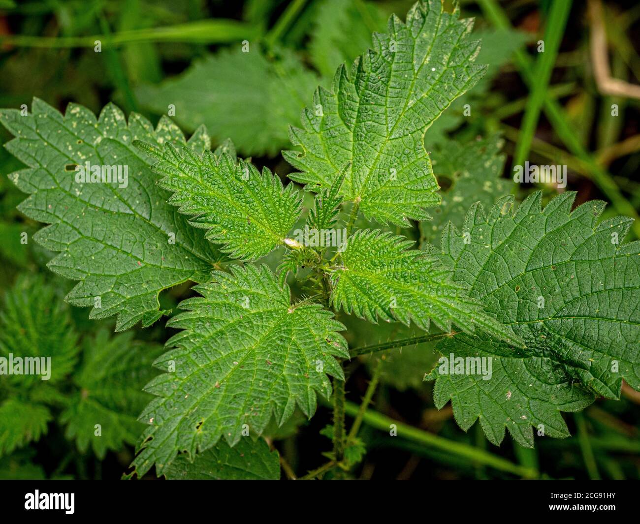 Gewöhnliche Brennnesselpflanze, die in einem britischen Garten wächst. Stockfoto