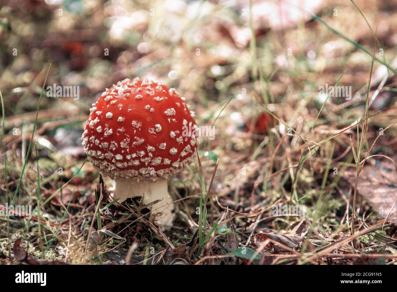 Rote Fliege Agaric Pilz im Wald. Junge rote Pilz der Art amanite muscaria im Profil und aus den trockenen Blättern der Unterholz Stockfoto