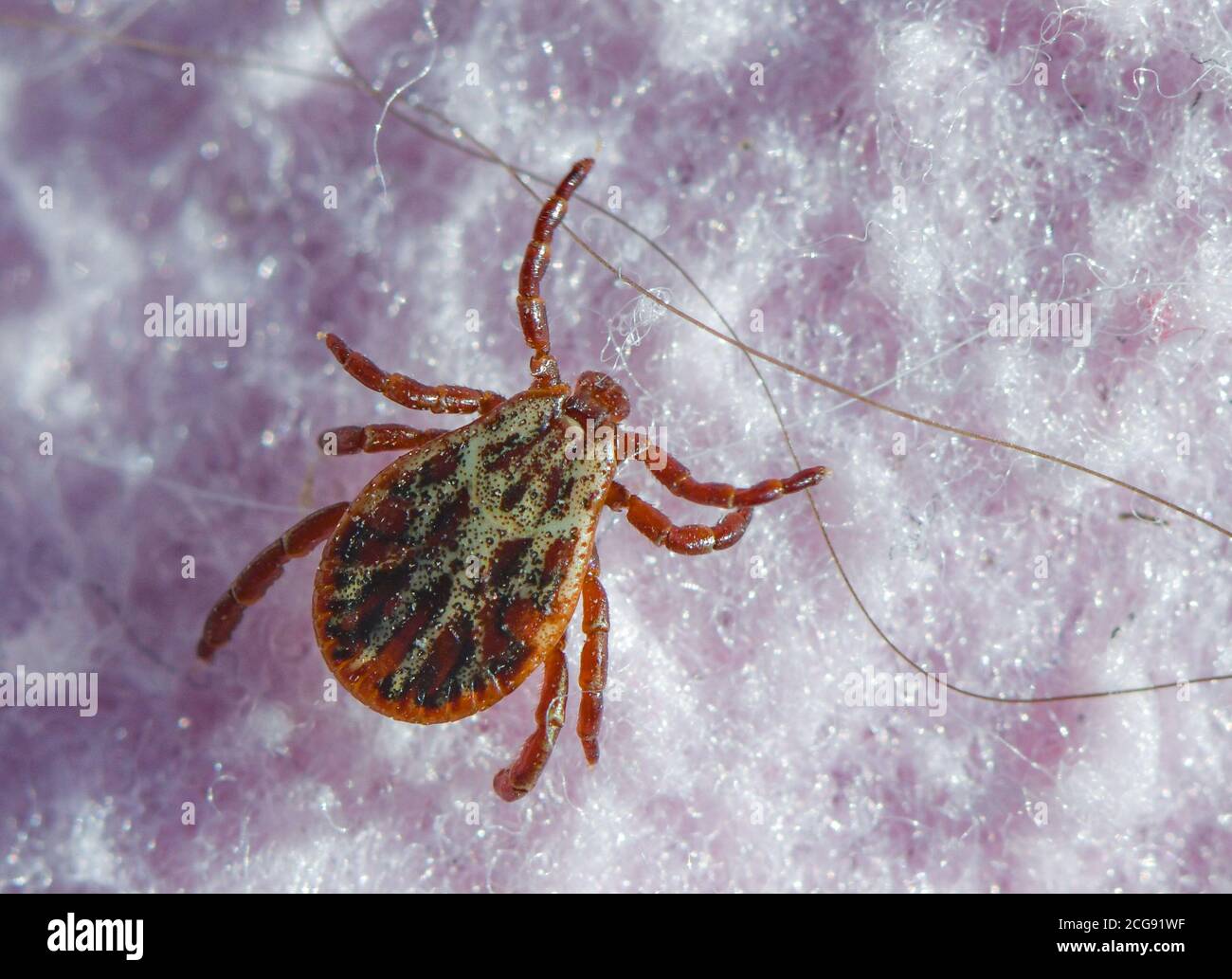 Sieversdorf, Deutschland. September 2020. Eine Zecke (Ixodida) kriecht über eine Decke. Viele Zeckenarten sind wichtige Krankheitsvektoren. Quelle: Patrick Pleul/dpa-Zentralbild/ZB/dpa/Alamy Live News Stockfoto
