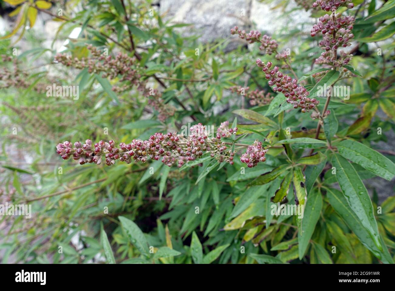 Mönchspfeffer (Vitex agnus-castus), Fruchtstand, Schenna, Südtirol, Italien Stockfoto