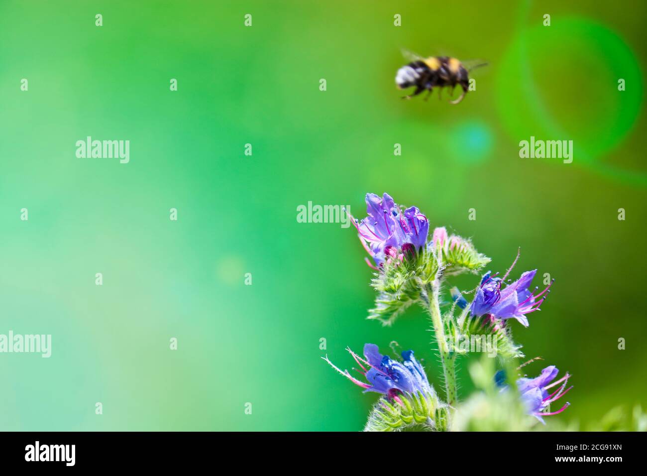 Blaue melliferous Blumen - Blaublüten (Echium vulgare). Viper bugloss ist eine Heilpflanze. Hummel sammelt Nektar. Makro. Stockfoto