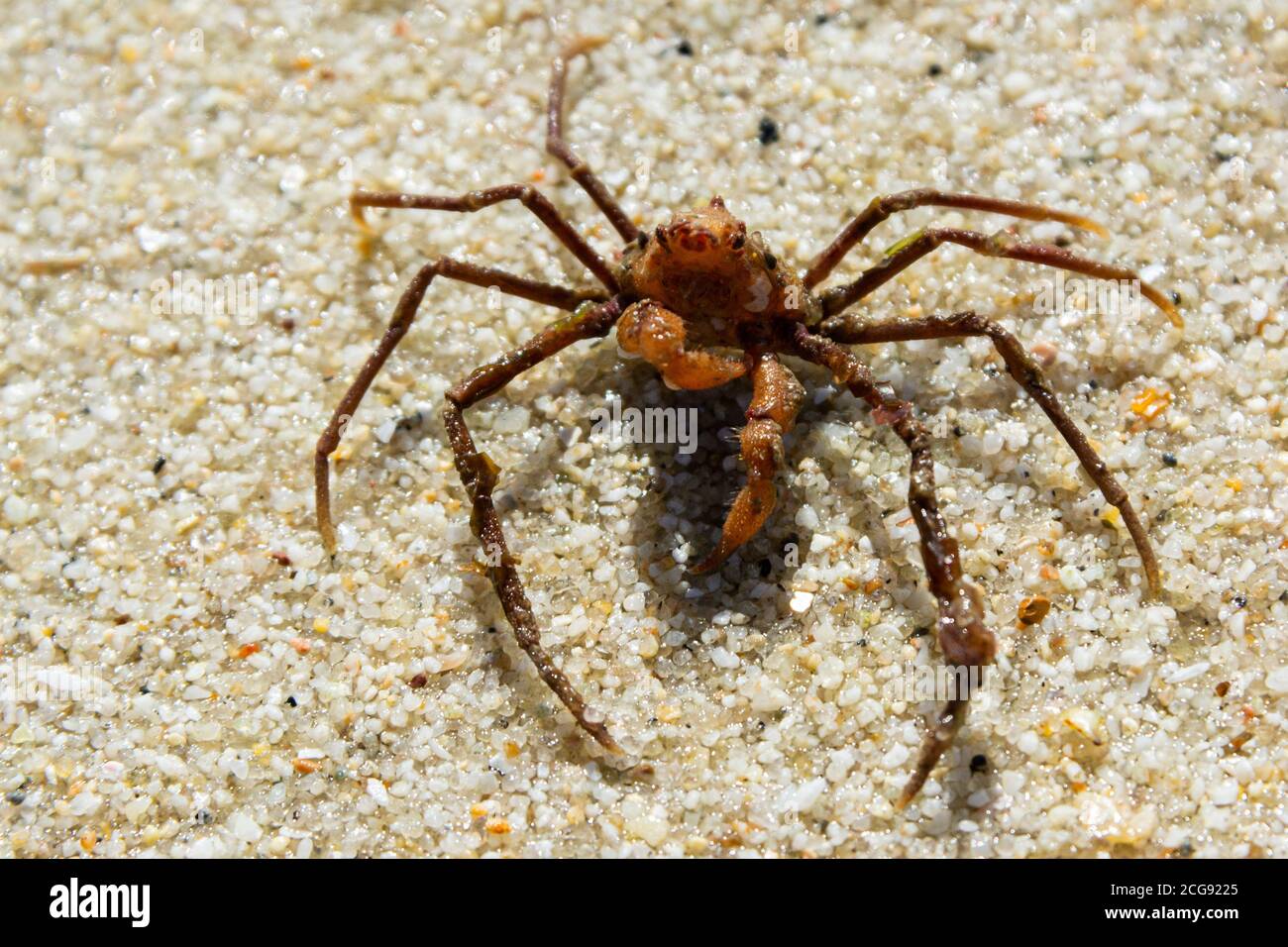 Eine Leach-Spinnenkrabbe (Inachus phalangium) Stockfoto