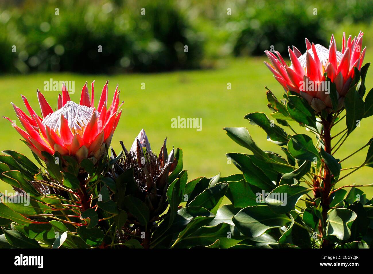 Ein König protea Blume fotografiert im Kirstenbosch National Botanical Garden in Kapstadt. Stockfoto