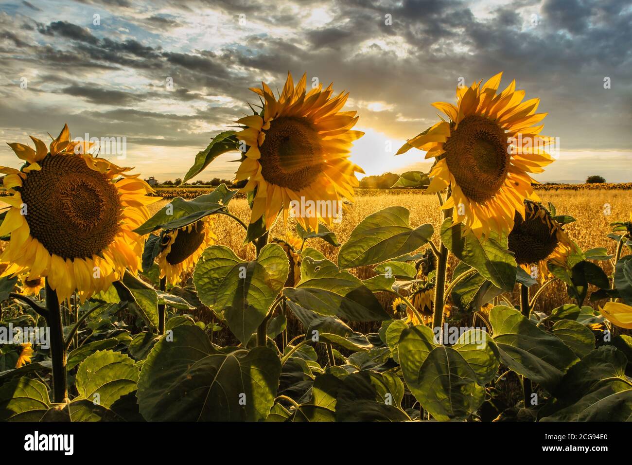 Sonnenblumenfeld Landschaft im Sommer.blühende gelbe Sonnenblumen mit Sonne. Nahaufnahme von Sonnenblumen bei Sonnenuntergang. Ländliche Landschaft bewölkt blauen Himmel.Landwirtschaft Stockfoto