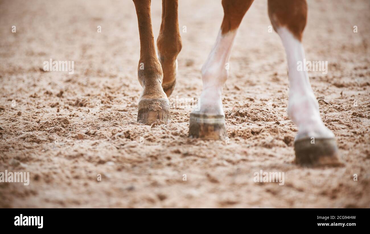 Ein Sauerampfer mit eleganten Beinen geht langsam mit seinen Hufen auf dem Sand, beleuchtet vom Licht. Das Pferd Teil des Körpers. Stockfoto