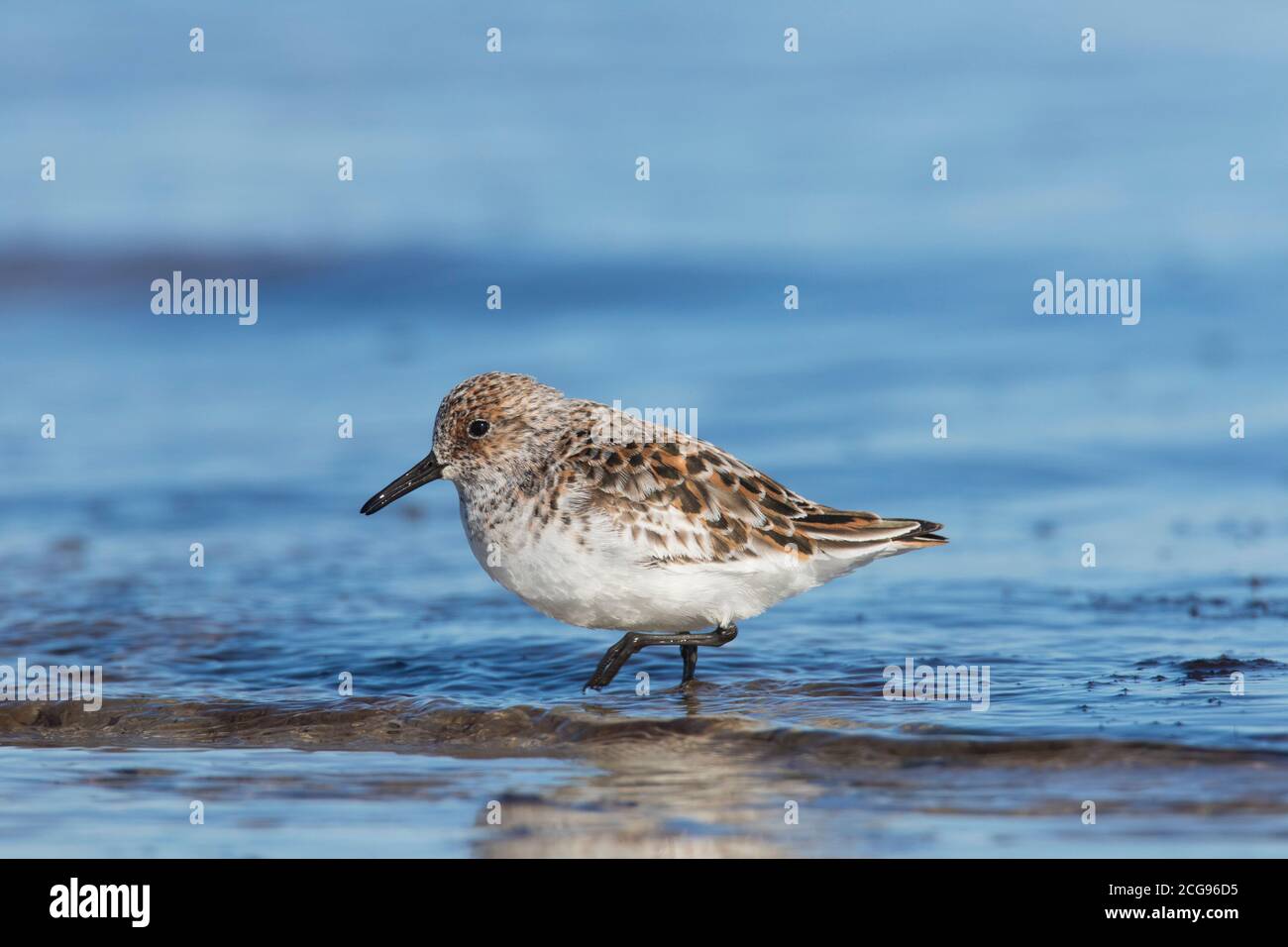 Sanderling (Calidris alba) In der Zucht Gefieder Nahrungssuche am Strand im Frühjahr Stockfoto