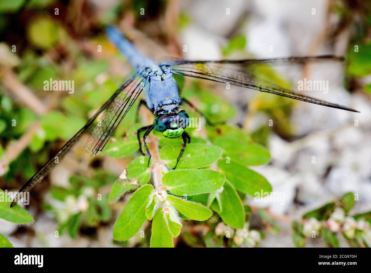 Eastern Pondhawk Libelle thront auf den grünen Blättern einer Pflanze Stockfoto