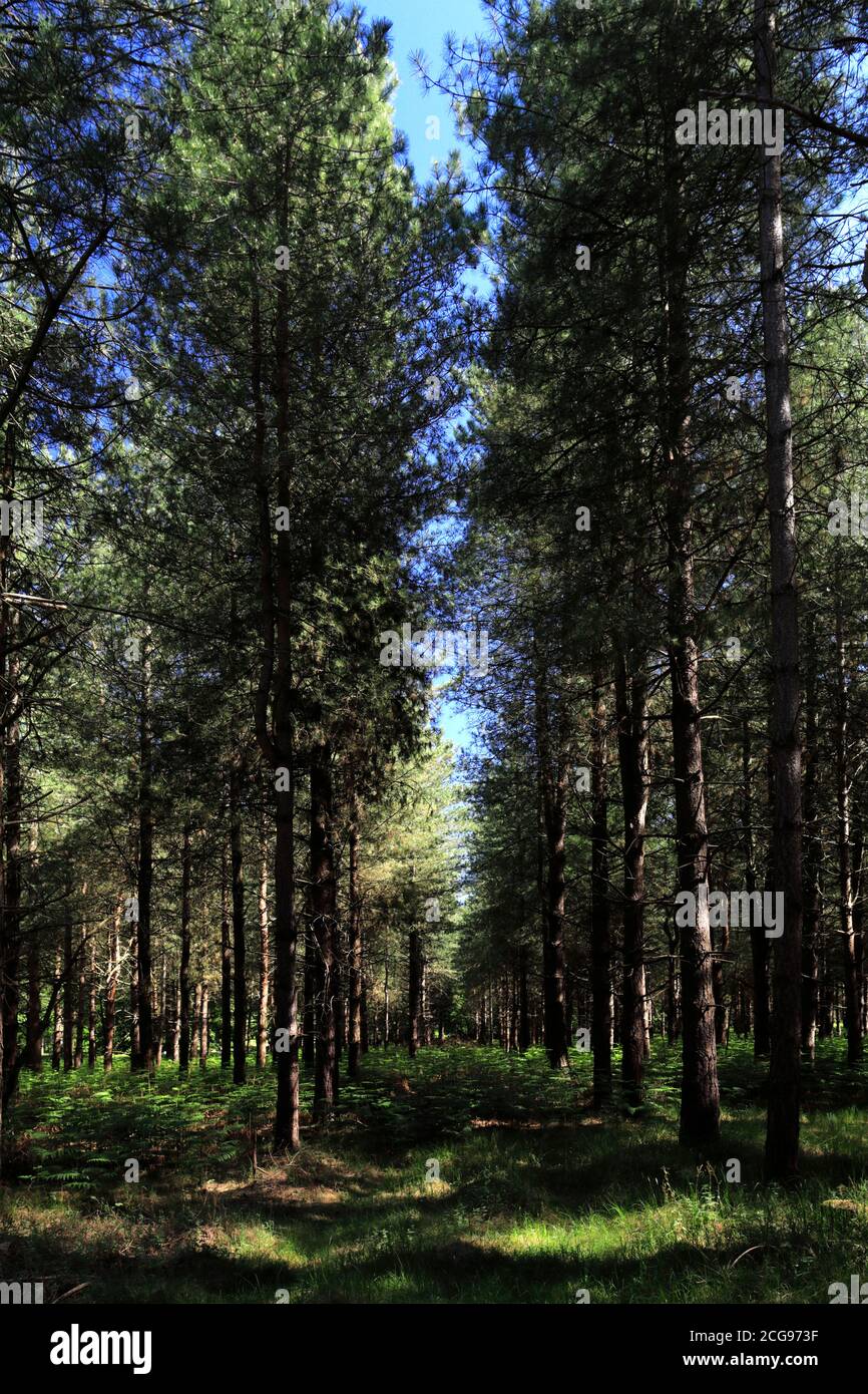 Blick auf Woodland in Thetford Forest, Thetford Town, Norfolk, England, Großbritannien Stockfoto