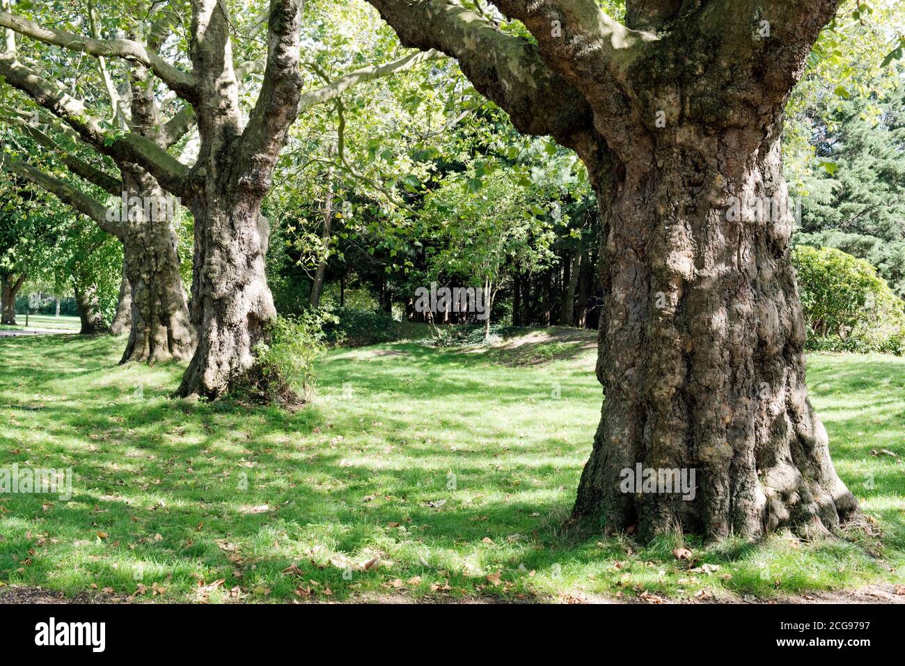 Plateaubäume Stämme im strahlenden Sonnenschein, Finsbury Park London Borough of Harringey Stockfoto