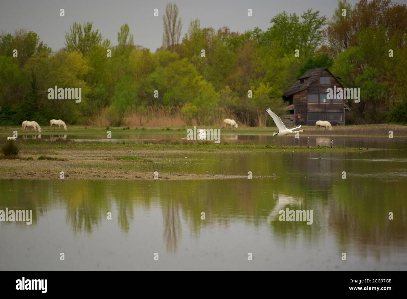 Bilder von Tieren Stockfoto