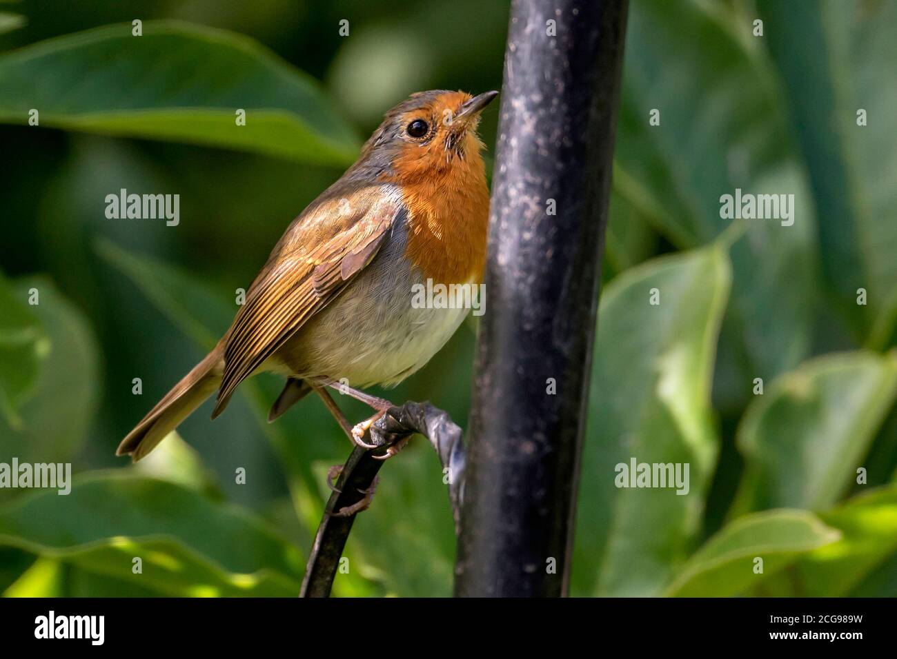 Gemeinsamer Gartenvogel das Rotkehlchen. Stockfoto