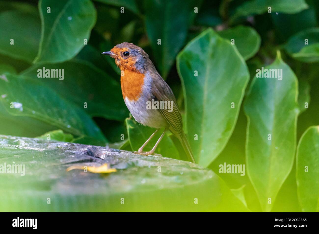 Gemeinsamer Gartenvogel das Rotkehlchen. Stockfoto