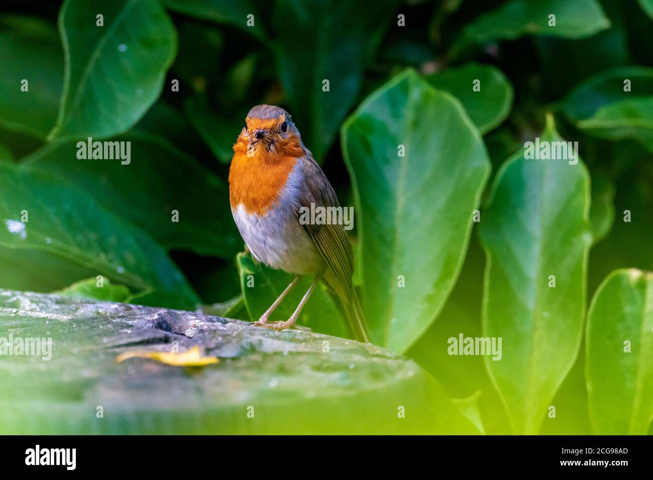 Gemeinsamer Gartenvogel das Rotkehlchen. Stockfoto