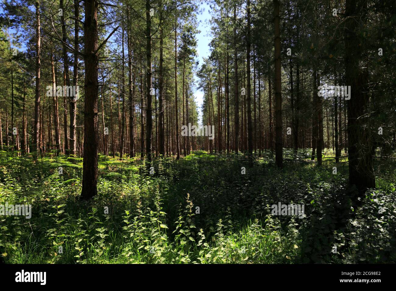 Blick auf Woodland in Thetford Forest, Thetford Town, Norfolk, England, Großbritannien Stockfoto