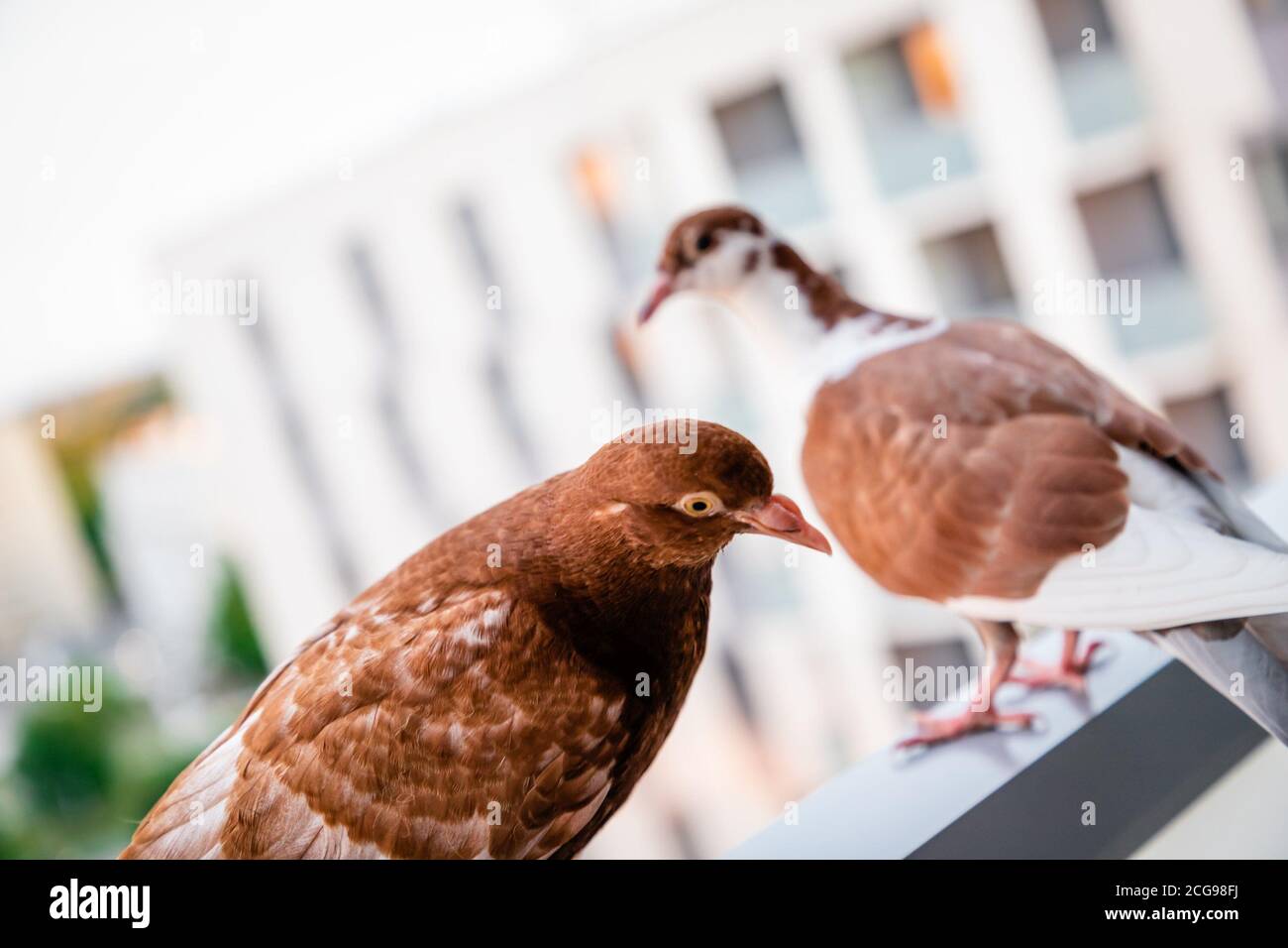 Zwei braune rote Tauben auf dem Balkon Stockfoto