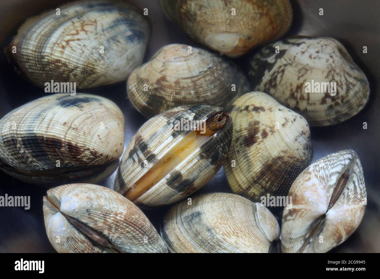 Venusmuscheln reinigen Fotos und Bildmaterial in hoher Auflösung Alamy