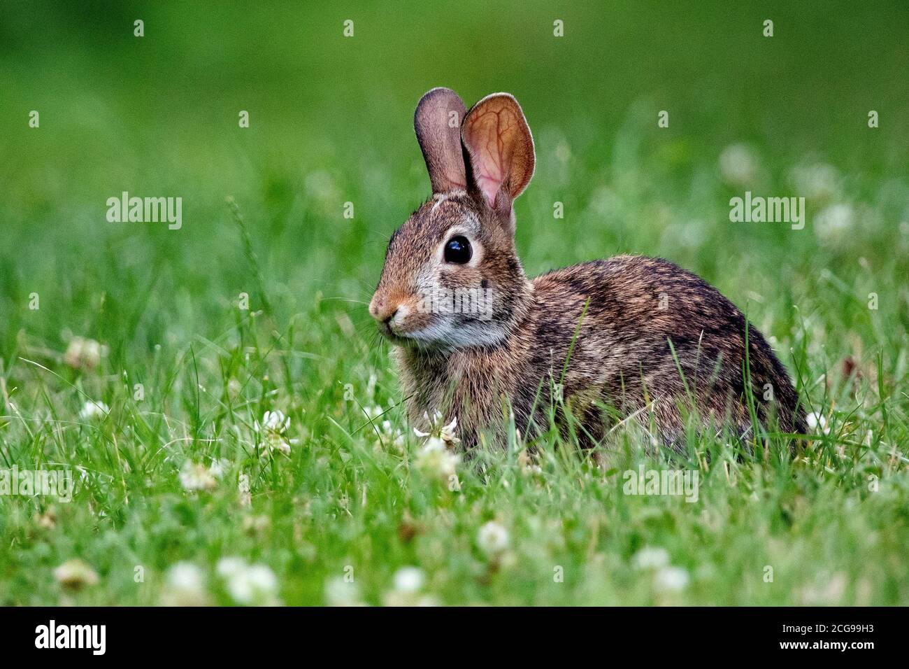 Ein wildes Kaninchen auf einem grasbewachsenen Feld mit stehenden Ohren Gerade nach oben Stockfoto