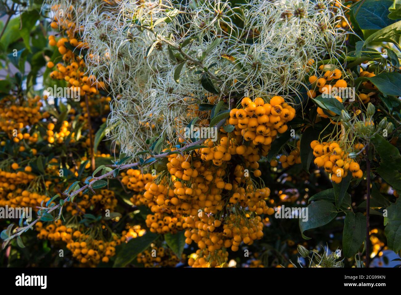 'Old Mans Beard' wächst durch Pyramicantha .plant. Stockfoto