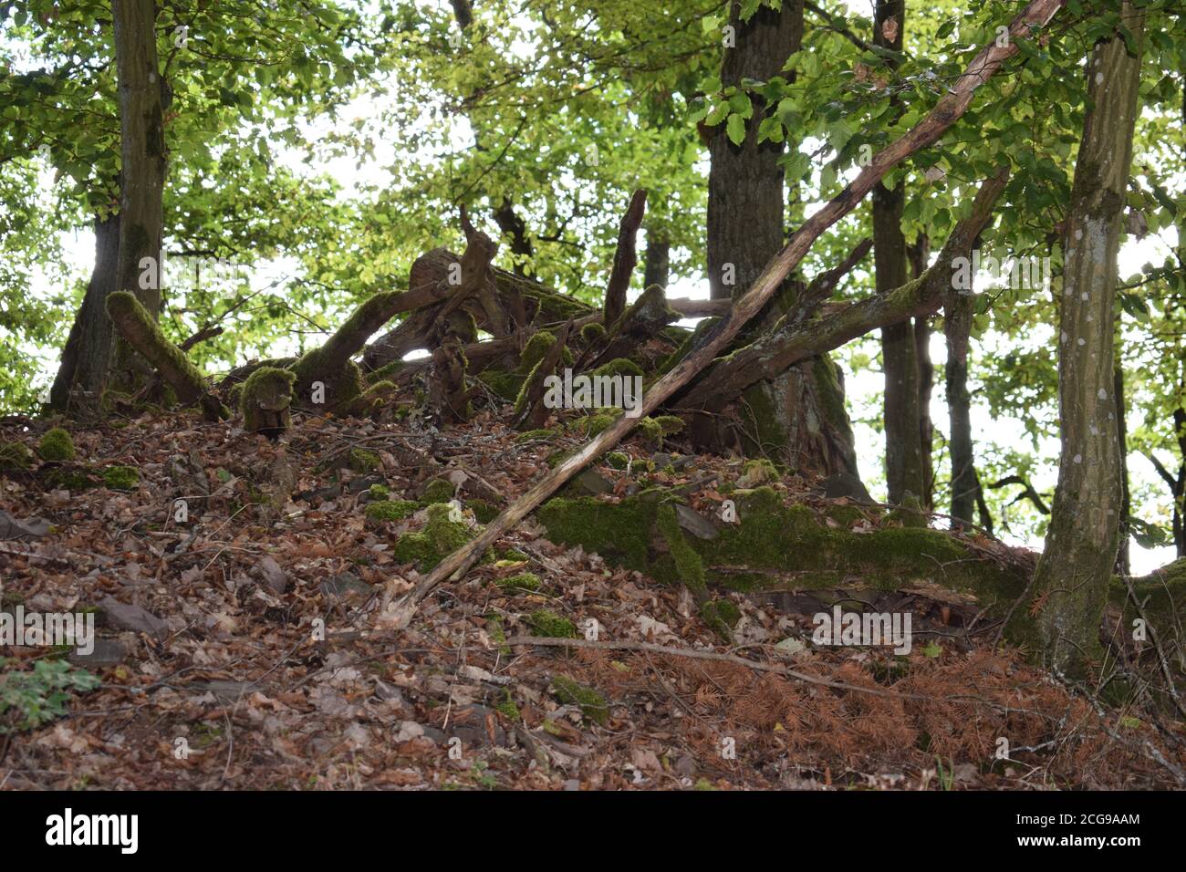 Keltische Ruine im deutschen Wald Stockfoto