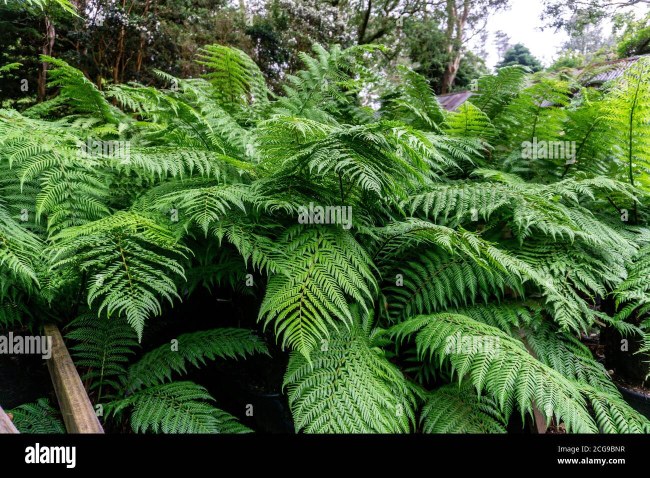 Ein großer Farn, der in der Sammlung subtropischer Pflanzen in Kells Bay Gardens in Kells, County Kerry, Irland, wächst. Stockfoto