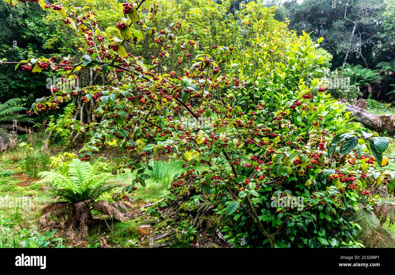 Ein blühender, weinender Krabbenapfelbaum, geschmolzener Lava, der im Herbst kleine Äpfel produziert. Stockfoto