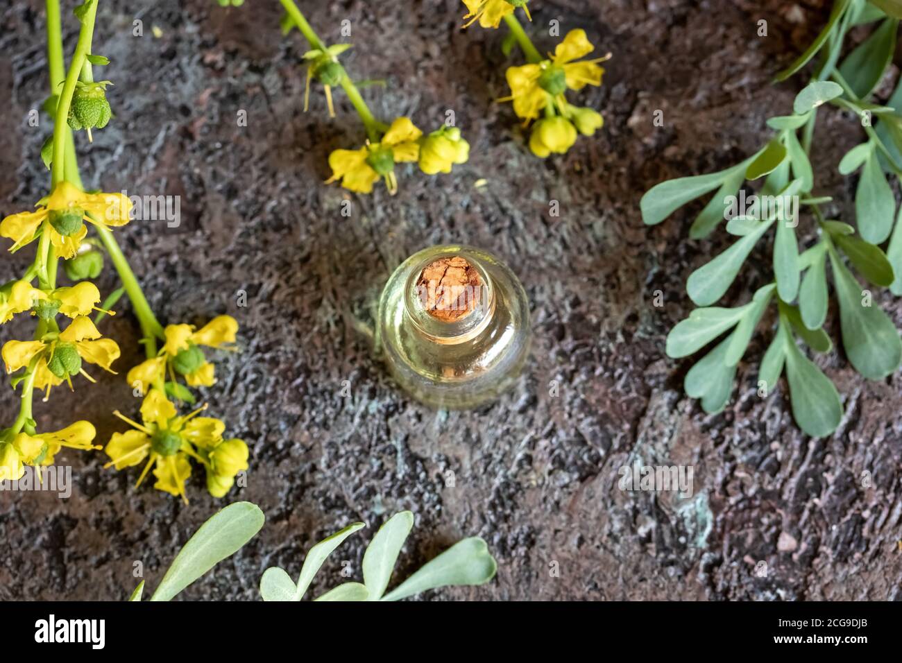 Ätherische Ölflasche mit blühender gemeiner Rue oder Ruta graveolens Pflanze Stockfoto