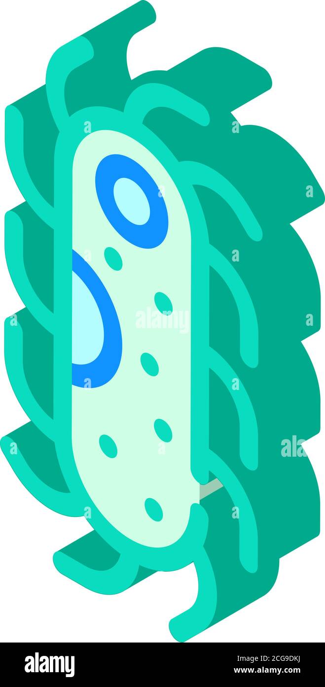 Protozoa Malaria isometrische Symbolvektor isolierte Illustration Stock Vektor