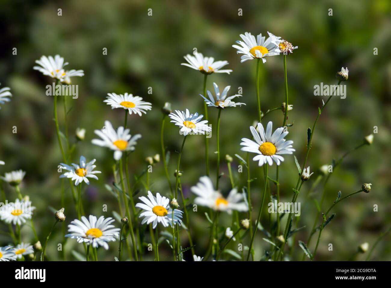 Gruppe von weißen Gänseblümchen auf einem Hintergrund von grünem Gras. Stockfoto