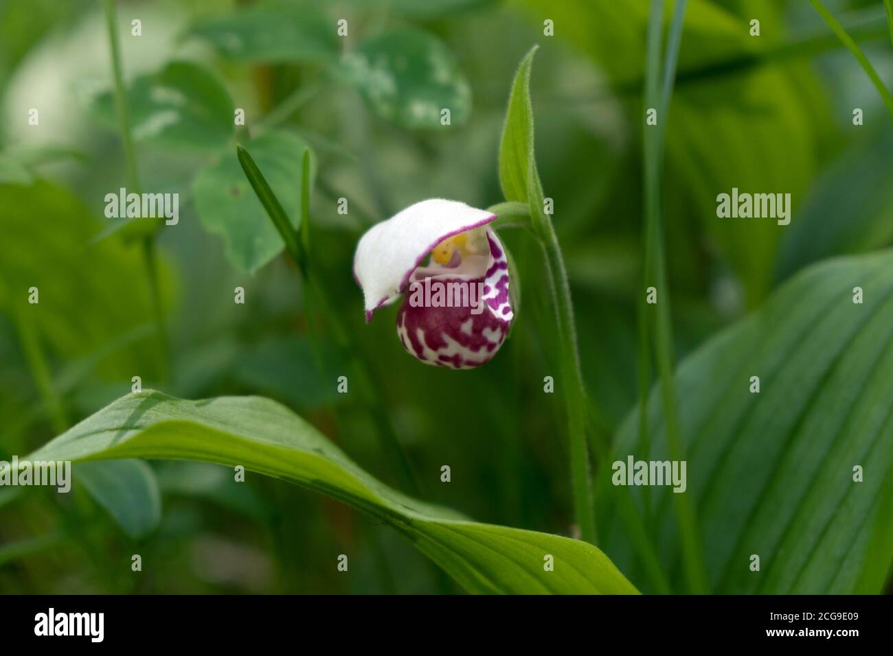 Seltene Arten von wilden Mini-Orchidee Lady Slipper gesichtet (Cypripedium guttatum) im Wald. Stockfoto