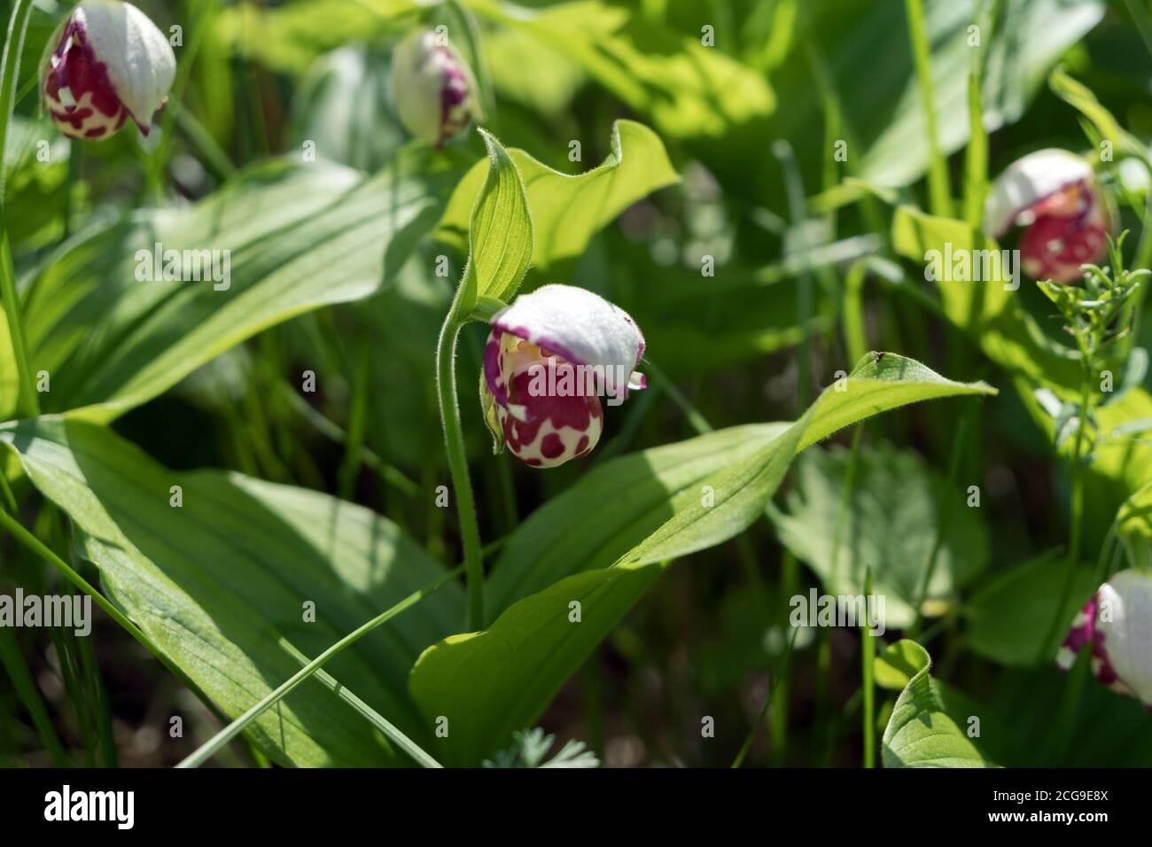 Massenblühende seltene Arten von Mini-Wildorchidee Lady Slipper gesichtet (Cypripedium guttatum) in einem Wald sonnigen Lichtung. Stockfoto