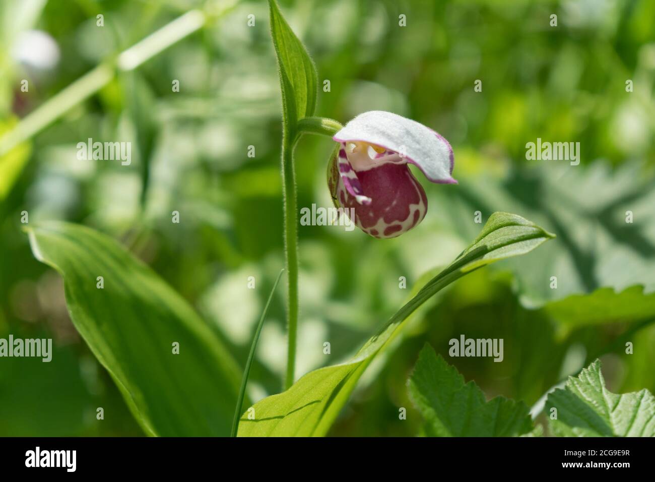Seltene Arten von Mini-Wildorchidee Lady Pantoffel gefleckt (Cypripedium guttatum) vor dem Hintergrund der neuen grün. Stockfoto