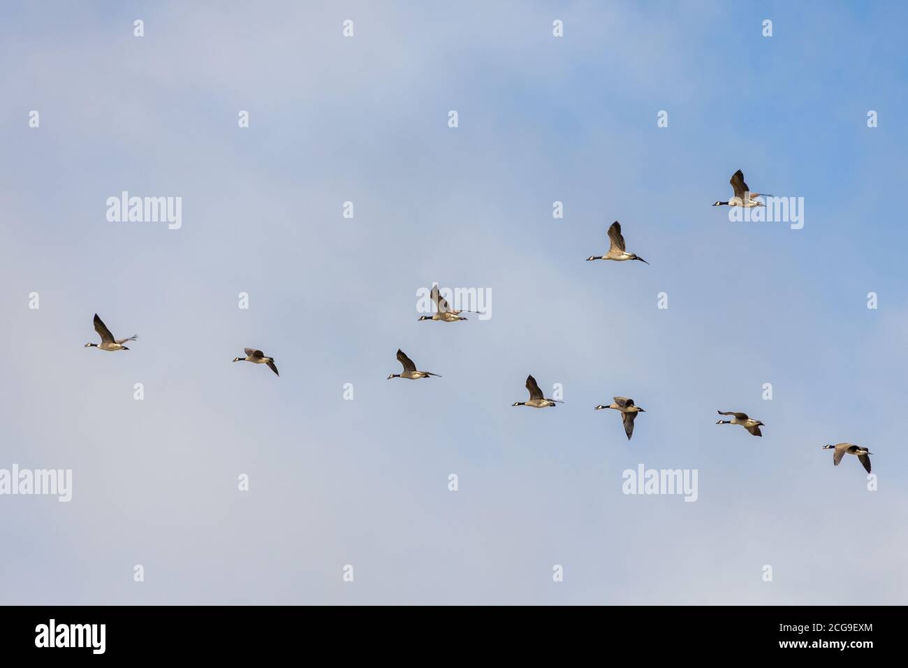 Kanada Gänse fliegen über Felder in der Nähe von East Grinstead Stockfoto