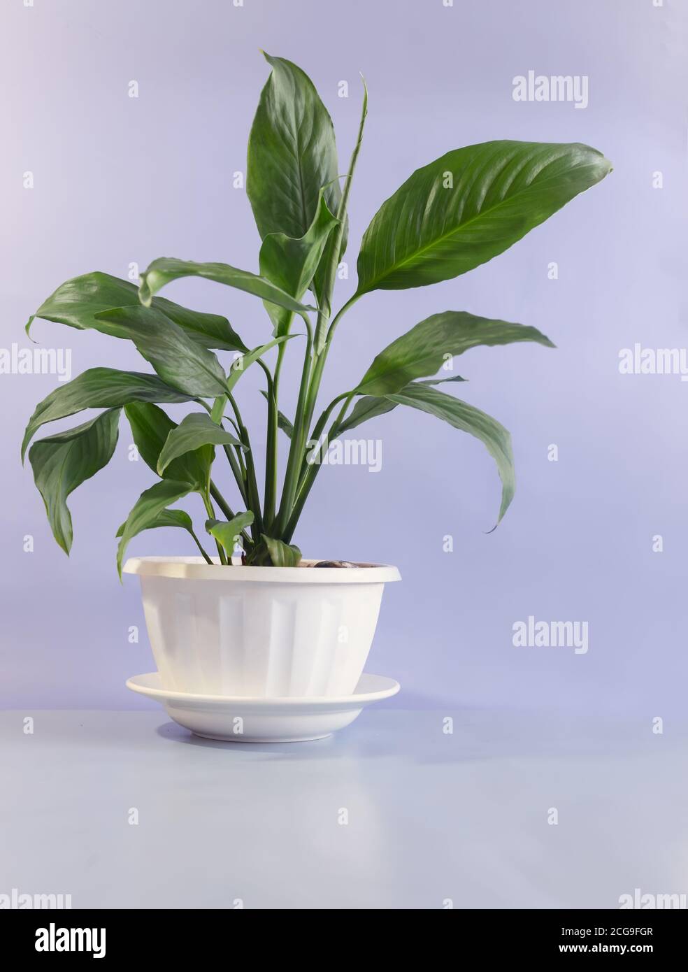 Schöne Innenblume Spathiphyllum auf dem Tisch Stockfoto