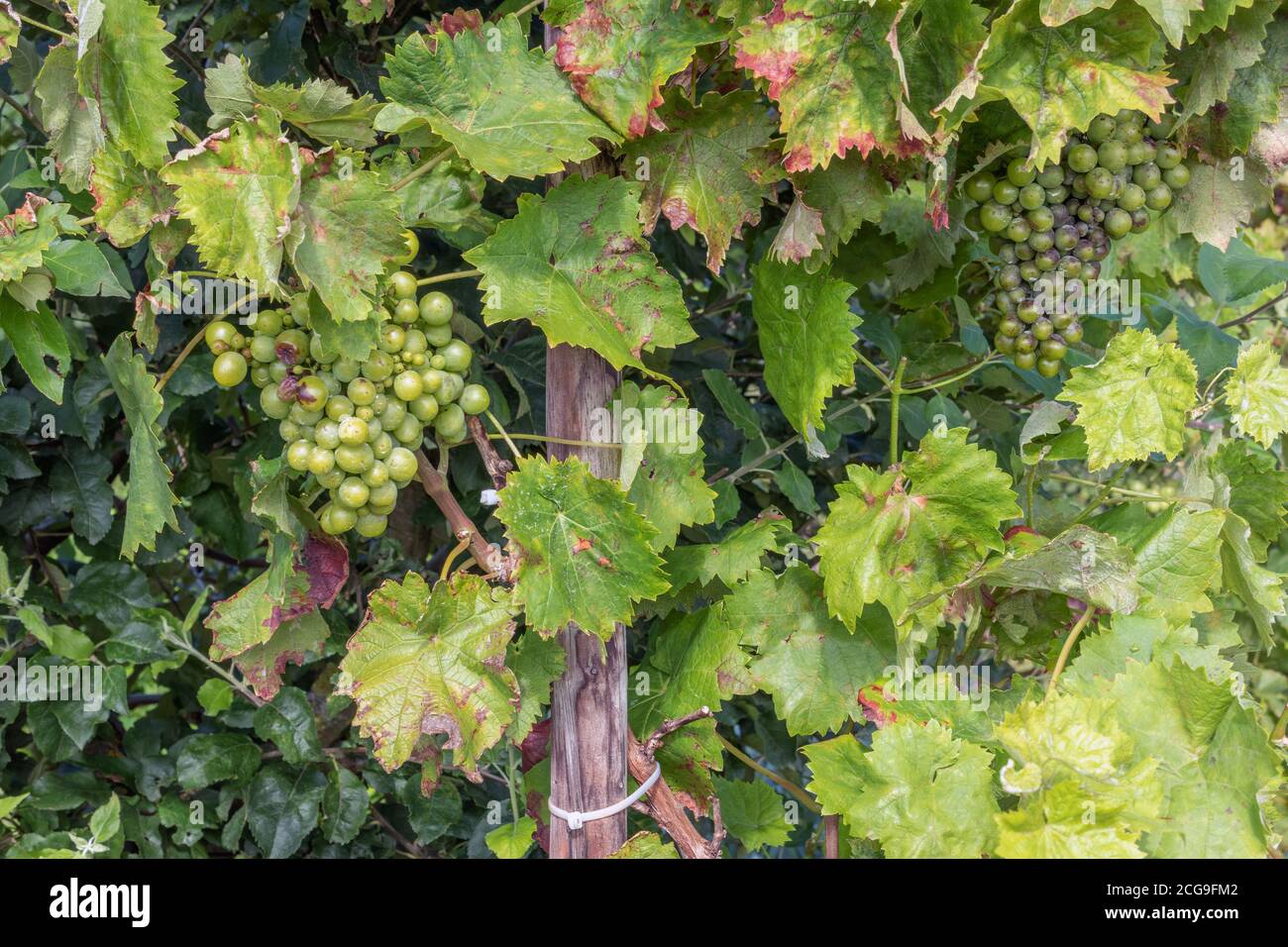 Garten im Herbst mit Details von reifenden Trauben Stockfoto