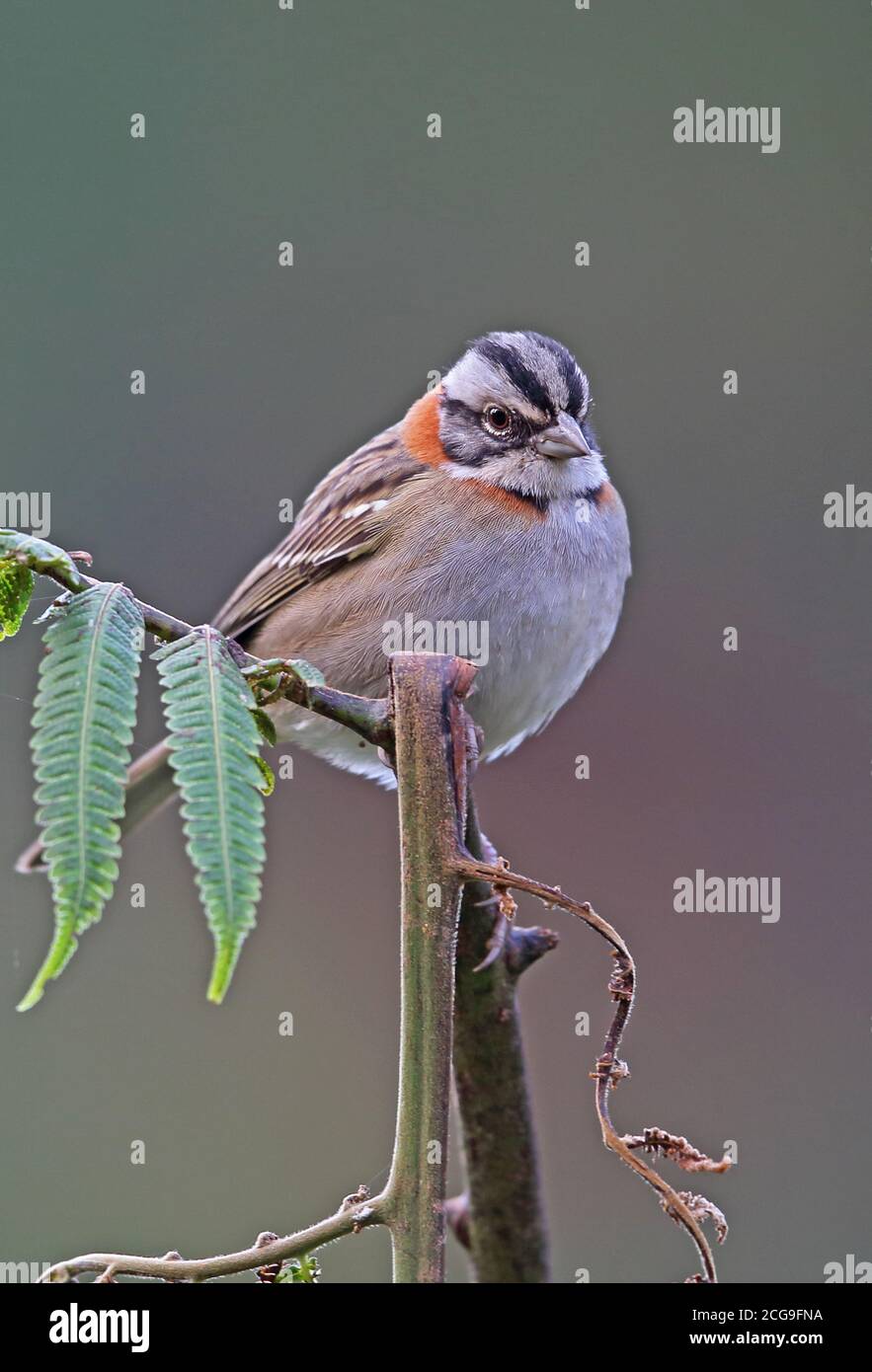 Rüchshals-Sperling (Zonotrichia capensis subtorquata) Erwachsene thront auf Zweig Caledonia, Atlantic Rainforest, Brasilien Juli Stockfoto