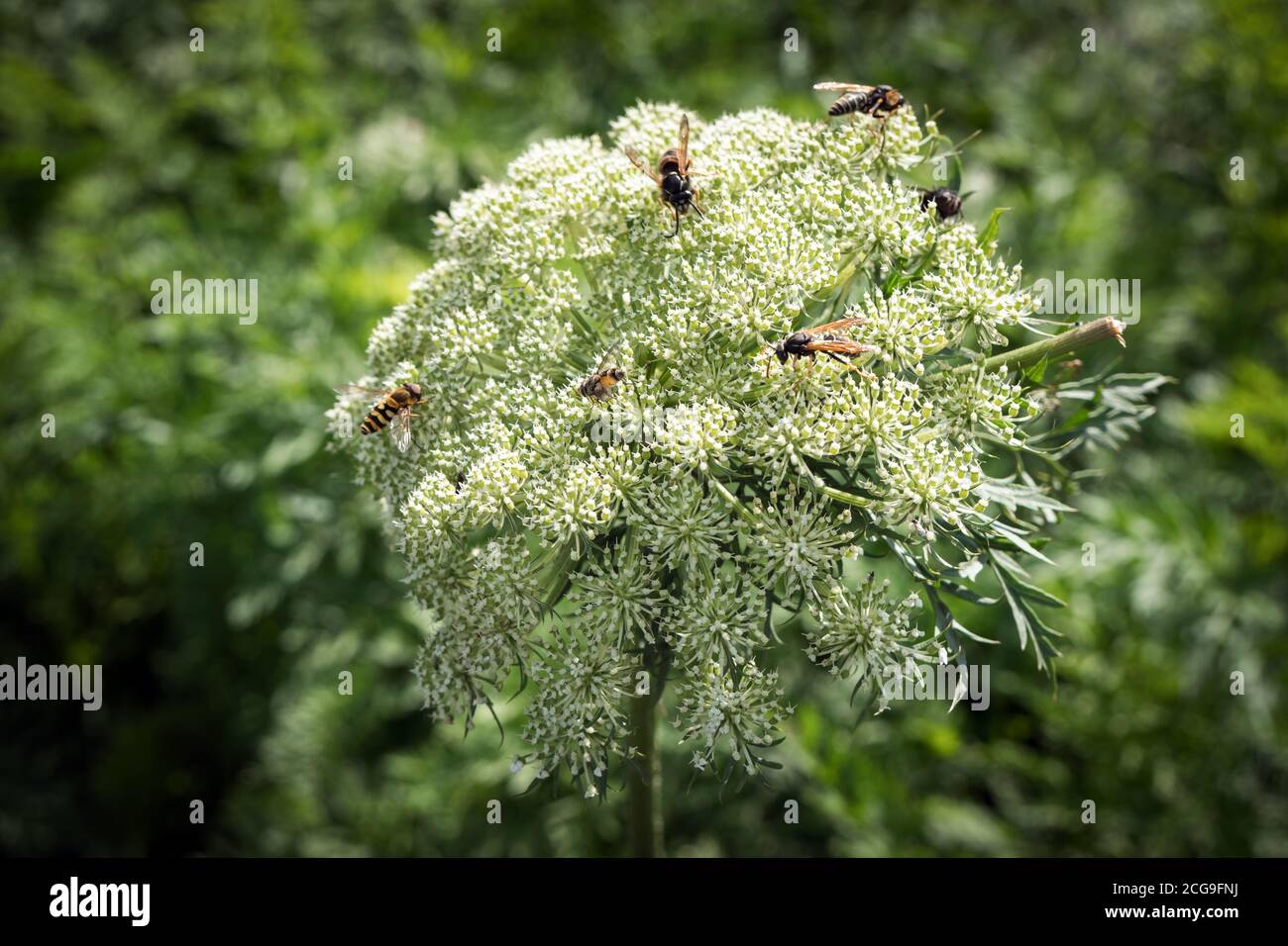 Wespen sammeln Nektar aus dem Samenaufblühen von Gemüsekarotten im Garten. Stockfoto