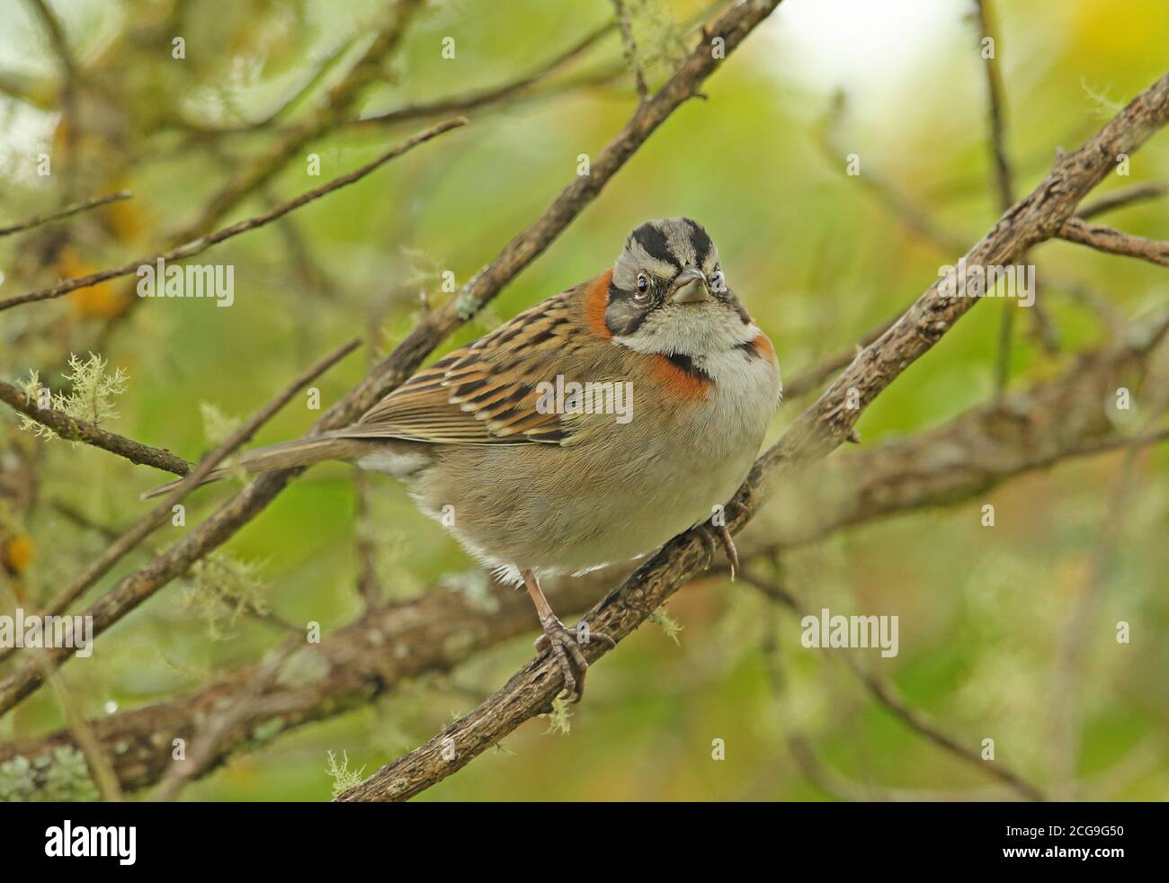 Rüchshals-Sperling (Zonotrichia capensis subtorquata) Erwachsene thront auf Zweig Caledonia, Atlantic Rainforest, Brasilien Juli Stockfoto