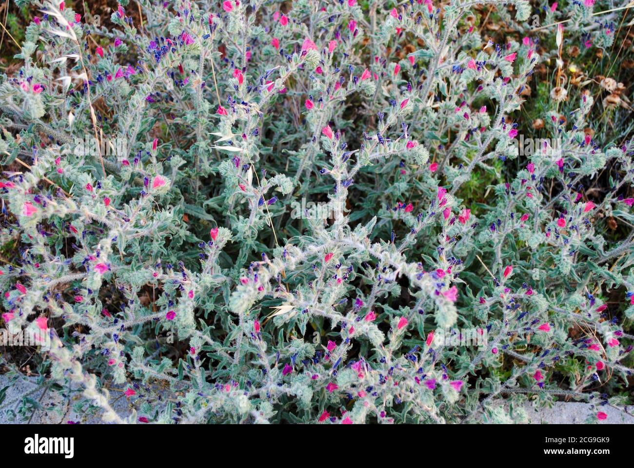 Wunderschöne Blüten die Cretan Viper’s Bugloss (Echium creticum) Blume. Nordzypern Stockfoto