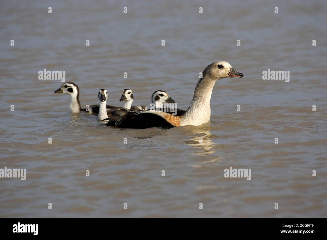 ORINOCO GÄNSE NEOCHEN JUBATA, ERWACHSENE MIT KÜKEN, LOS LIANOS IN VENEZUELA Stockfoto