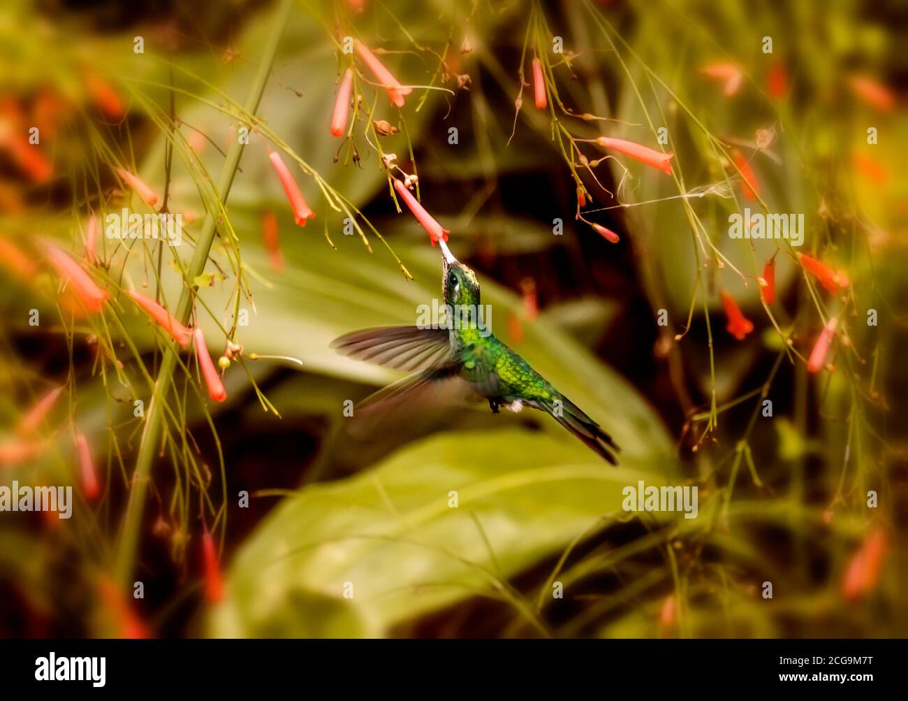 Ein kubanischer Kolibri im Flug, der aus einem kleinen Rot saugt Blume in einem kubanischen Garten Stockfoto