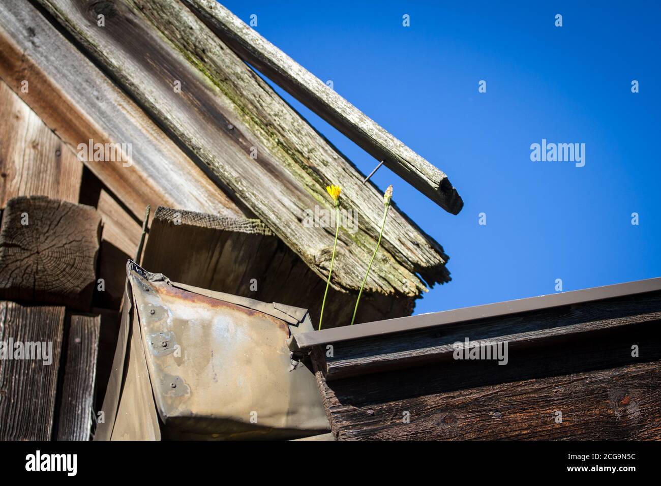 Blumen wachsen auf einem verwelkenden Dach Stockfoto