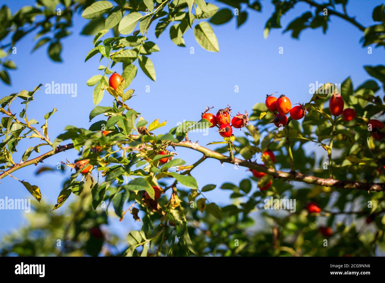 Hagebutten im Herbst Stockfoto