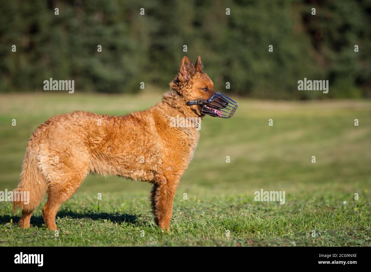 Alter Deutscher Schäferhund (Kuhhund) stehend, mit Schnauze Stockfoto