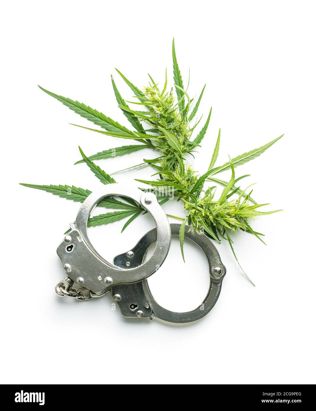 Marihuana Knospen Blüten von Cannabis und Handschellen isoliert auf weißem Hintergrund. Stockfoto