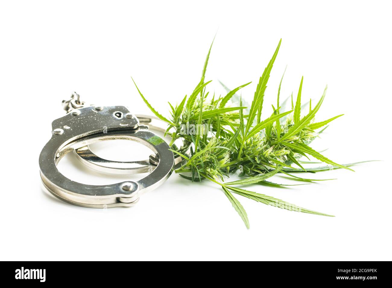 Marihuana Knospen Blüten von Cannabis und Handschellen isoliert auf weißem Hintergrund. Stockfoto